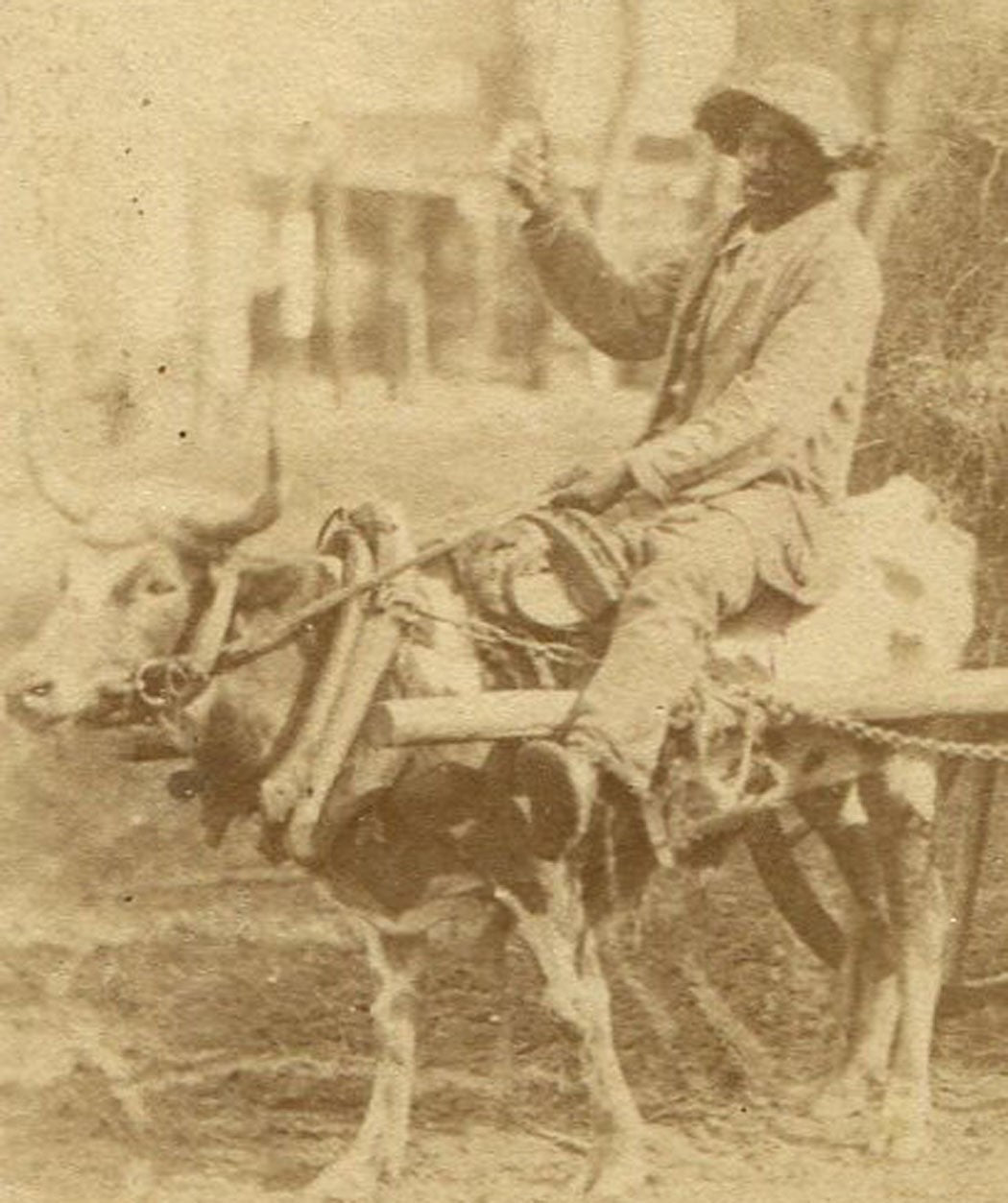 AFRICAN AMERICAN MAN TAKING CROP TO MARKET ON OXEN PULLING CART. STEREOVIEW.