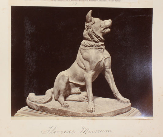Vintage Florence Canine Statue 8x10 Reprint - Italian Museum Travel Photo Art