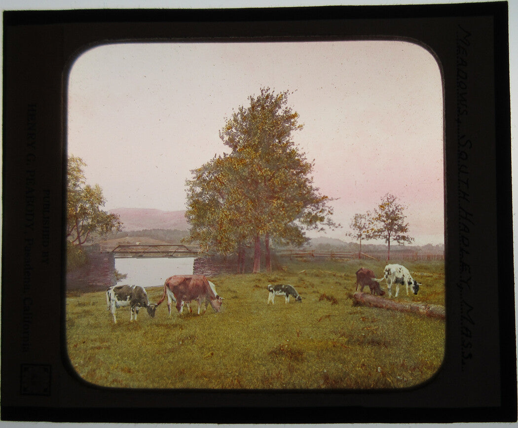HAPPY COWS, PASTORAL SCENE.  PHOTO ON GLASS, HAND COLORED.
