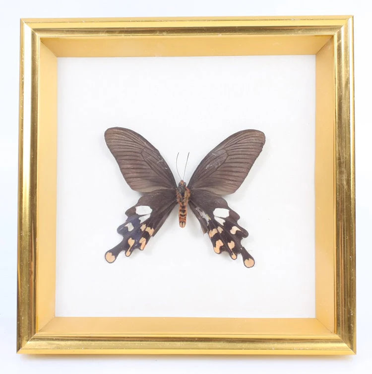 Real Framed Butterfly (Byasa Polyeuctes Termessus)