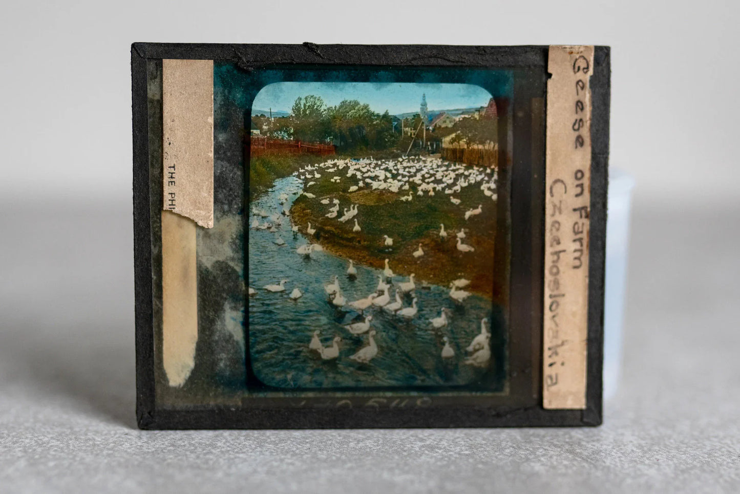 Geese on Farm in Czechoslovakia Color Glass Slide